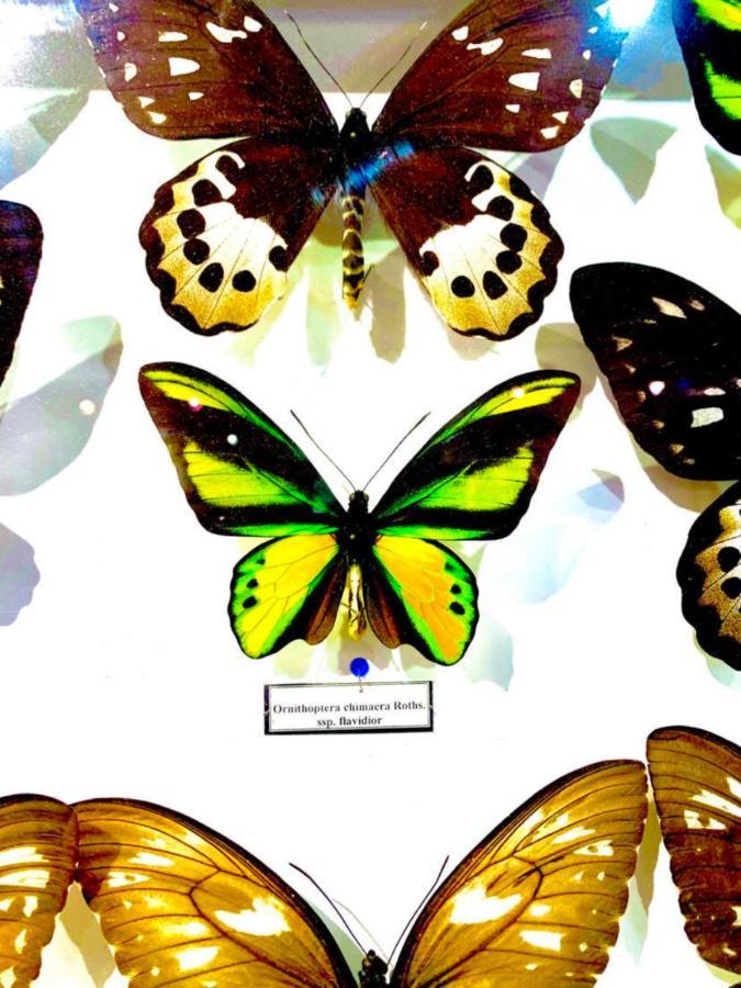 Villa Butterfly 부다페스트 외부 사진