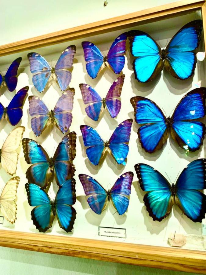 Villa Butterfly 부다페스트 외부 사진