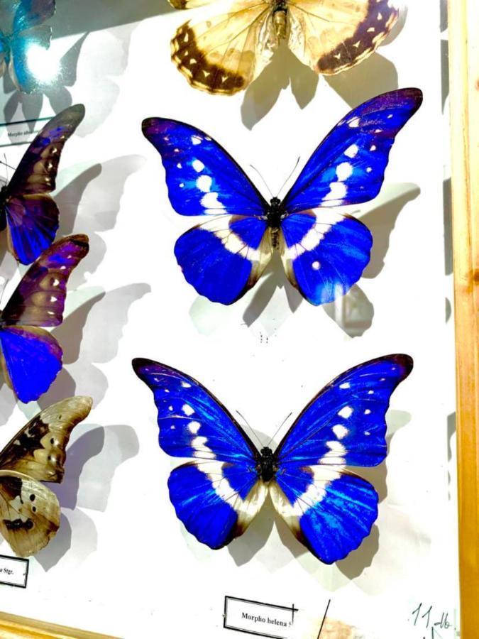 Villa Butterfly 부다페스트 외부 사진